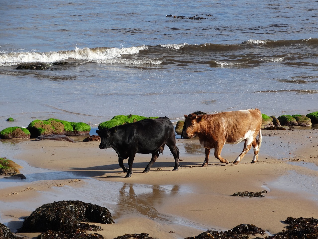 cows beach sea free photo