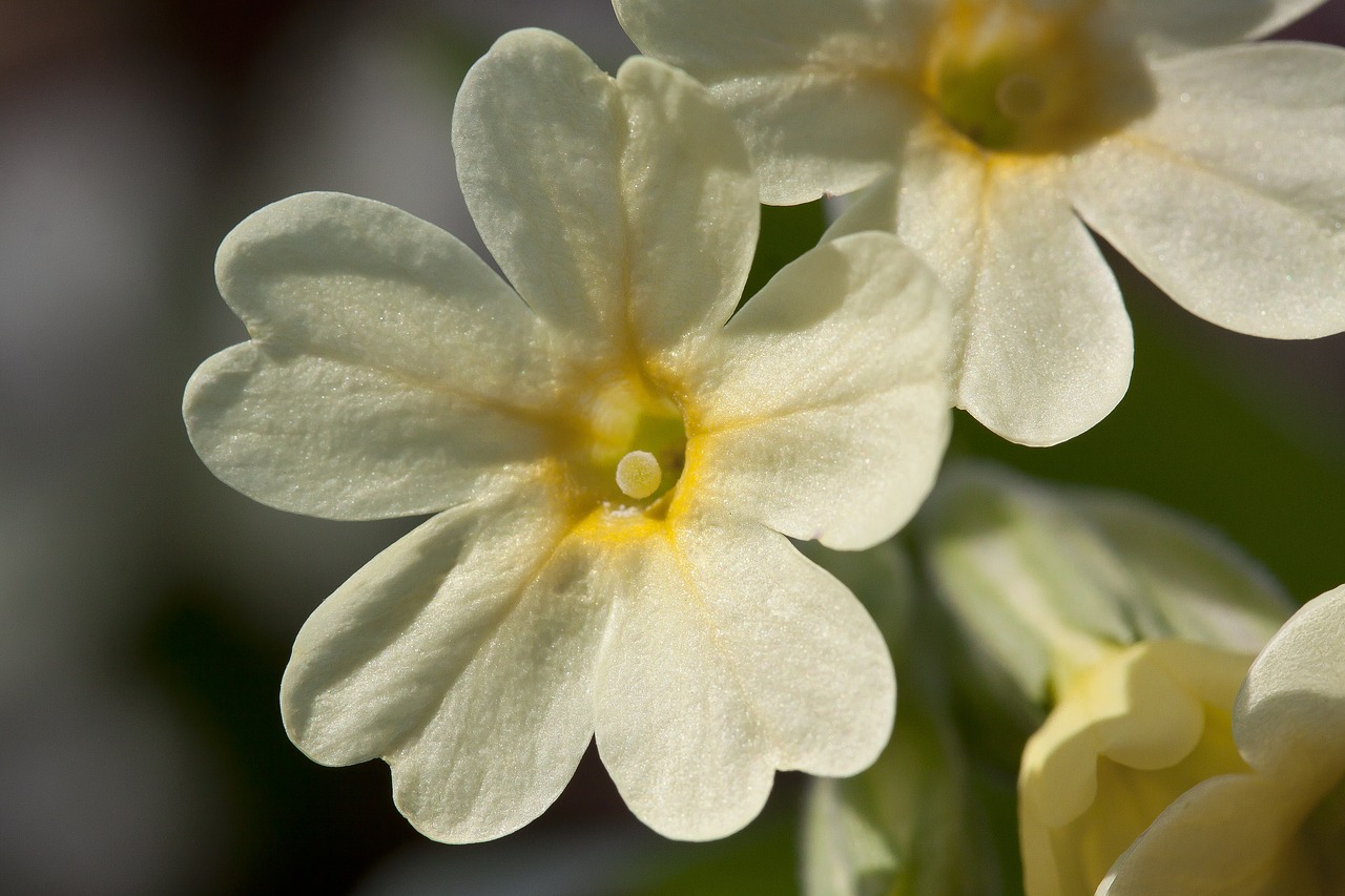 cowslip harbinger of spring blossom free photo