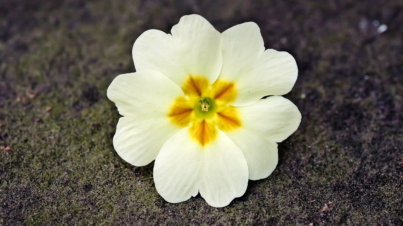 cowslip spring yellow free photo