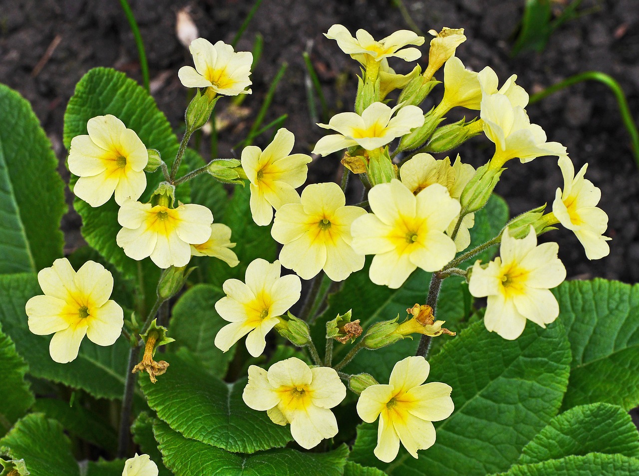 cowslip signs of spring chalices free photo