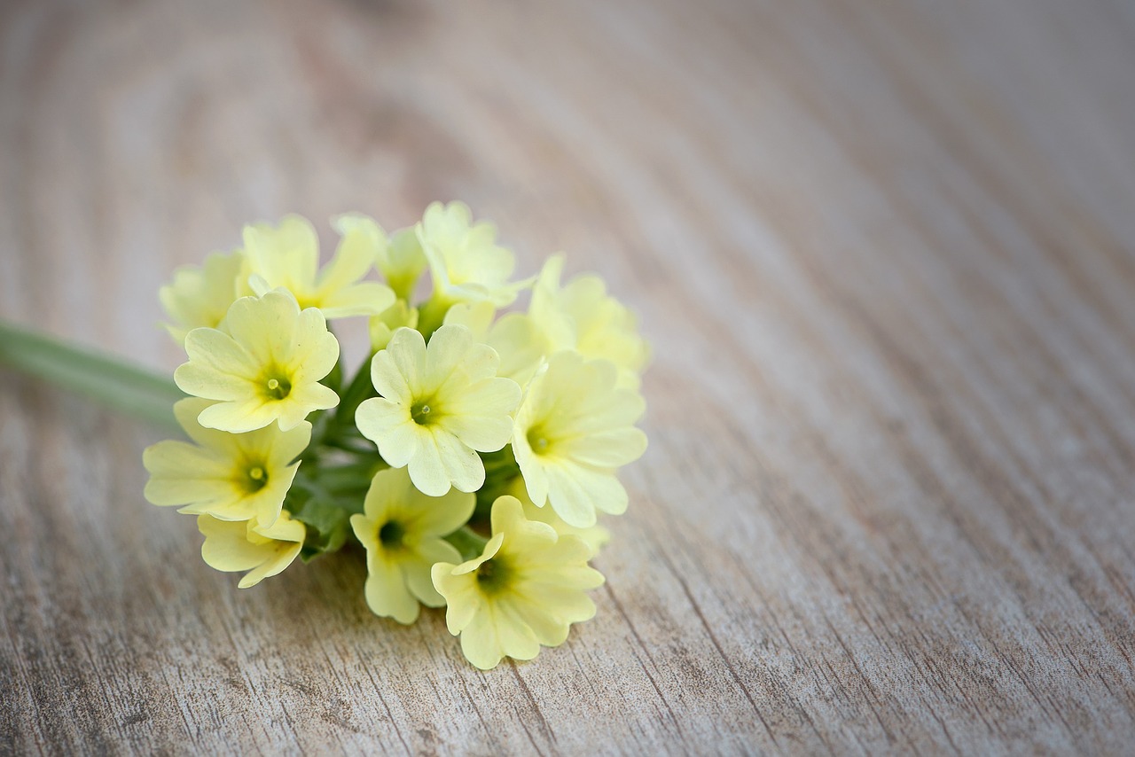 cowslip flower flowers free photo