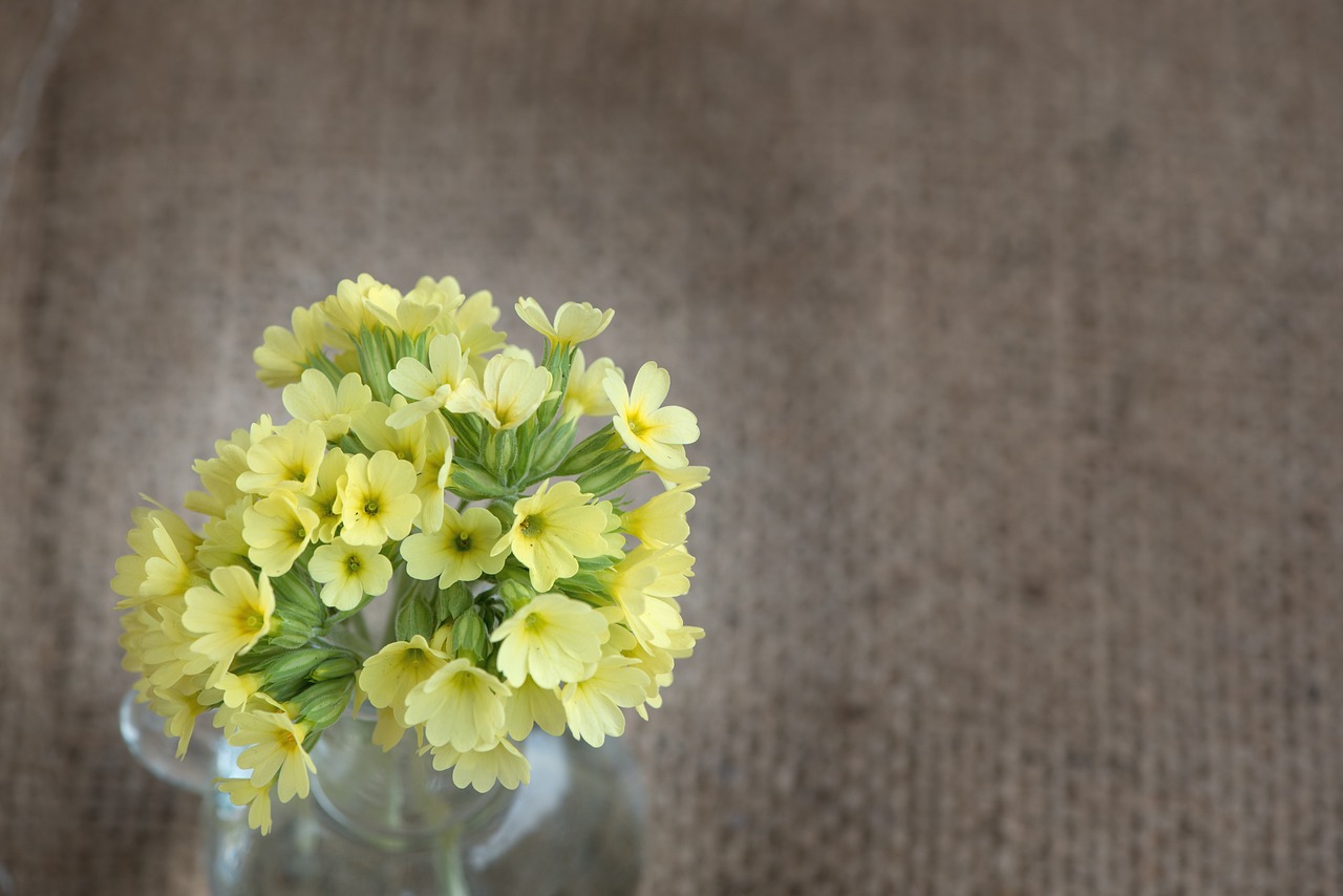 cowslip yellow yellow flower free photo