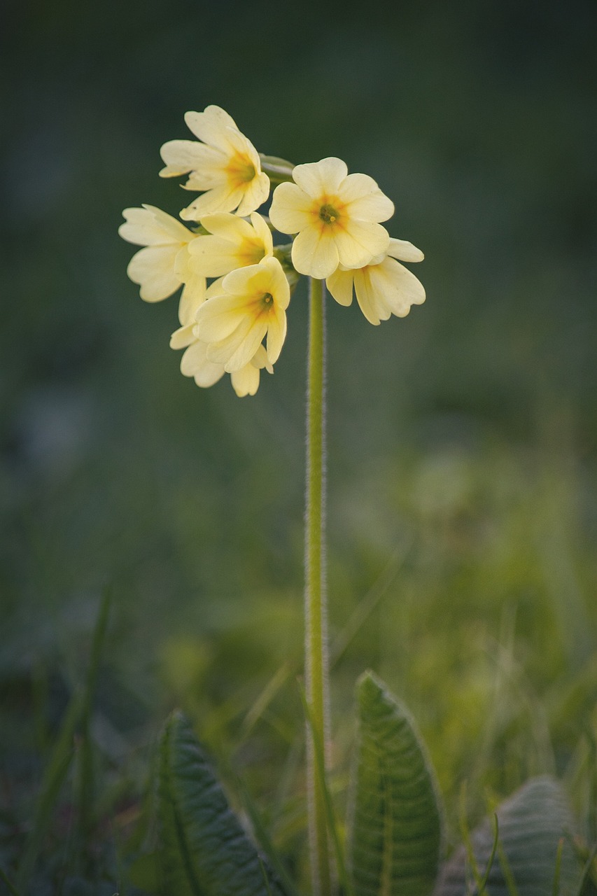 cowslip flower pointed flower free photo