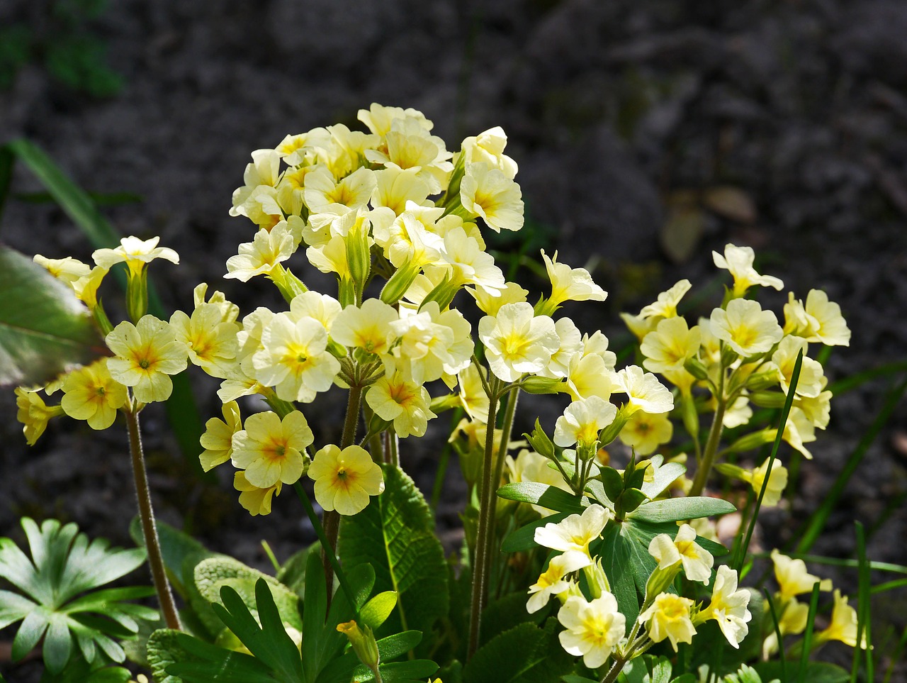 cowslip garden yellow free photo