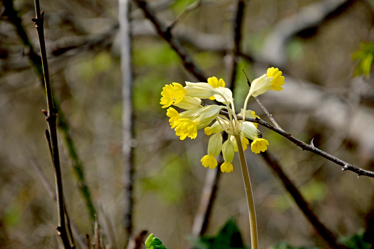 cowslip spring forest primrose free photo