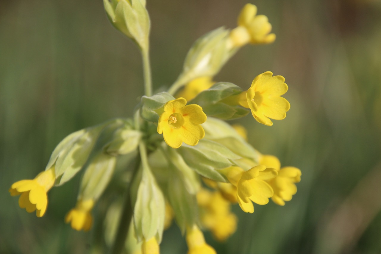 cowslip yellow blossom free photo