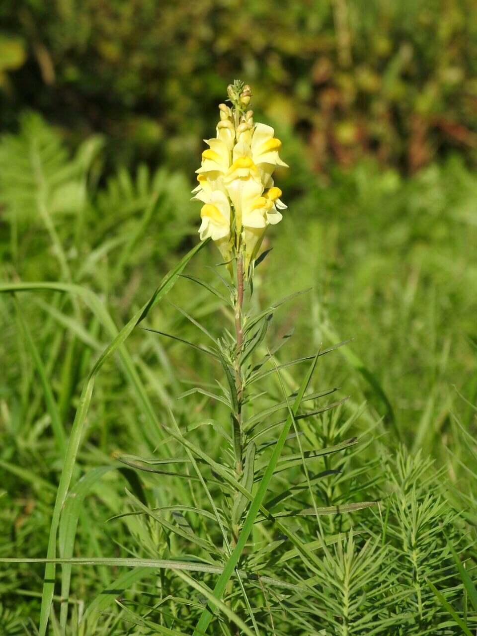 cowslip flower yellow free photo