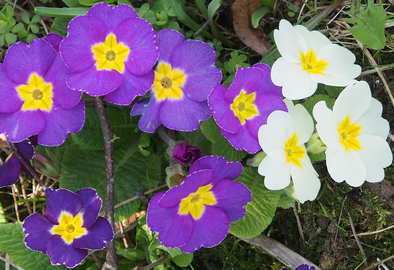 cowslip purple white free photo