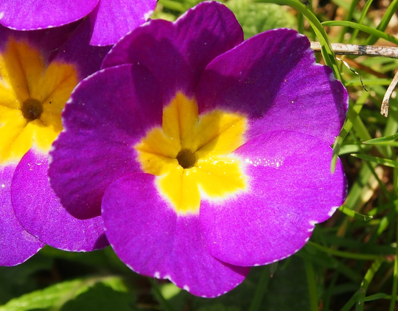 cowslip purple white free photo