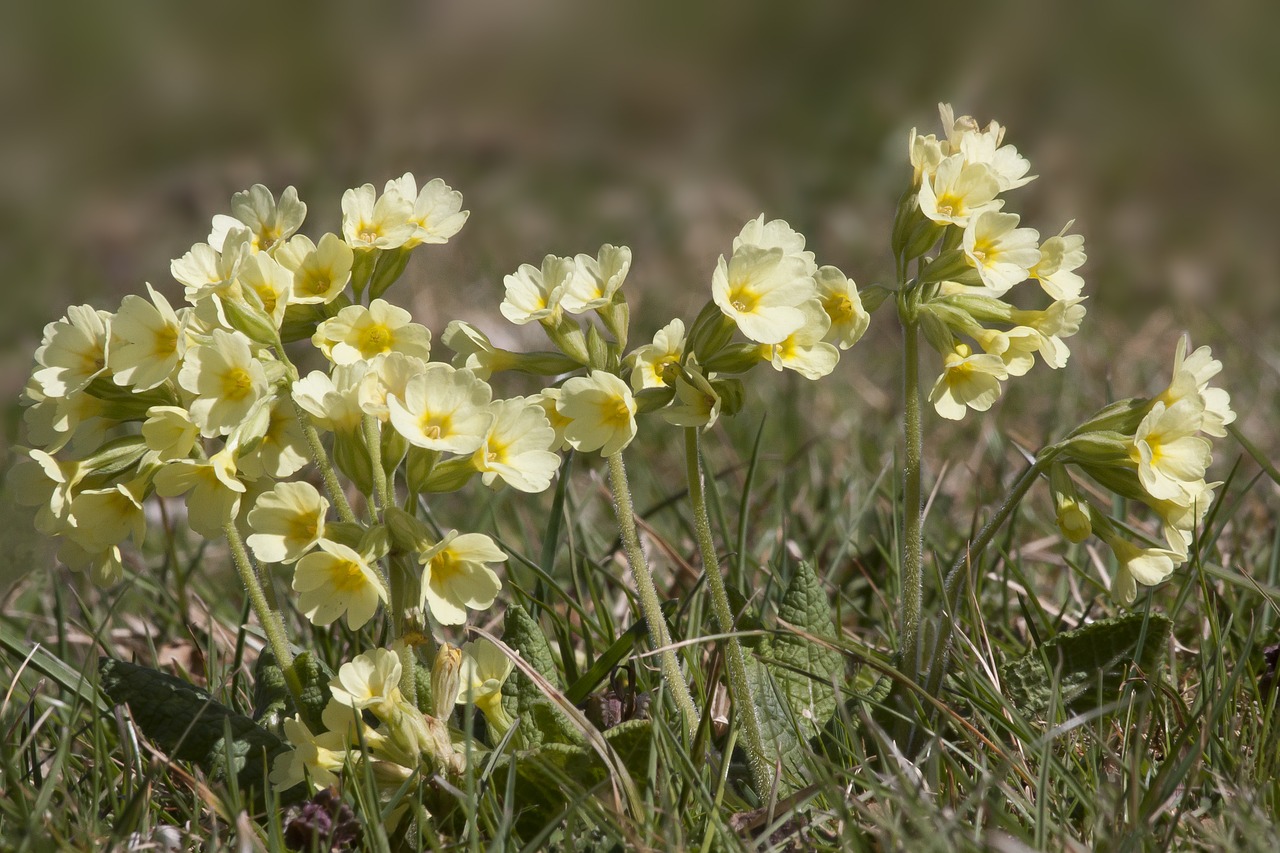 cowslip  primula veris  flower free photo