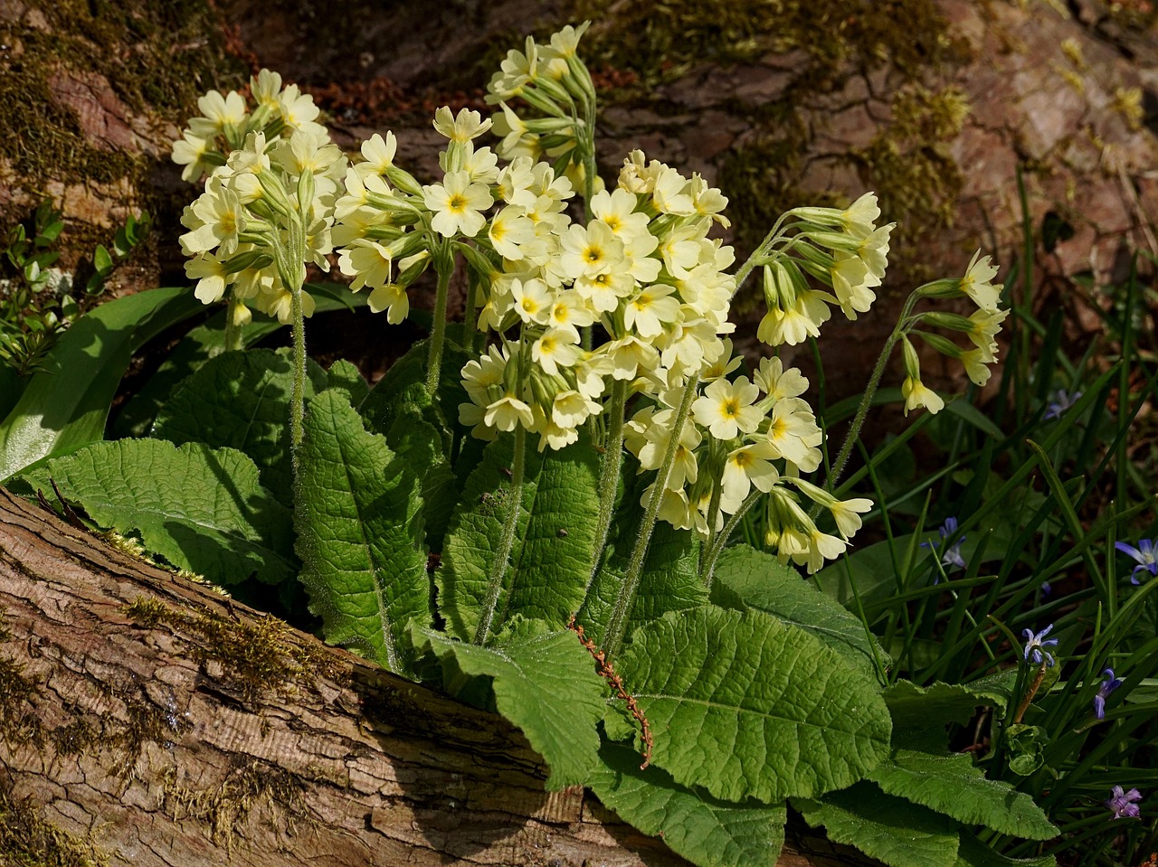 cowslip  nature  flower free photo