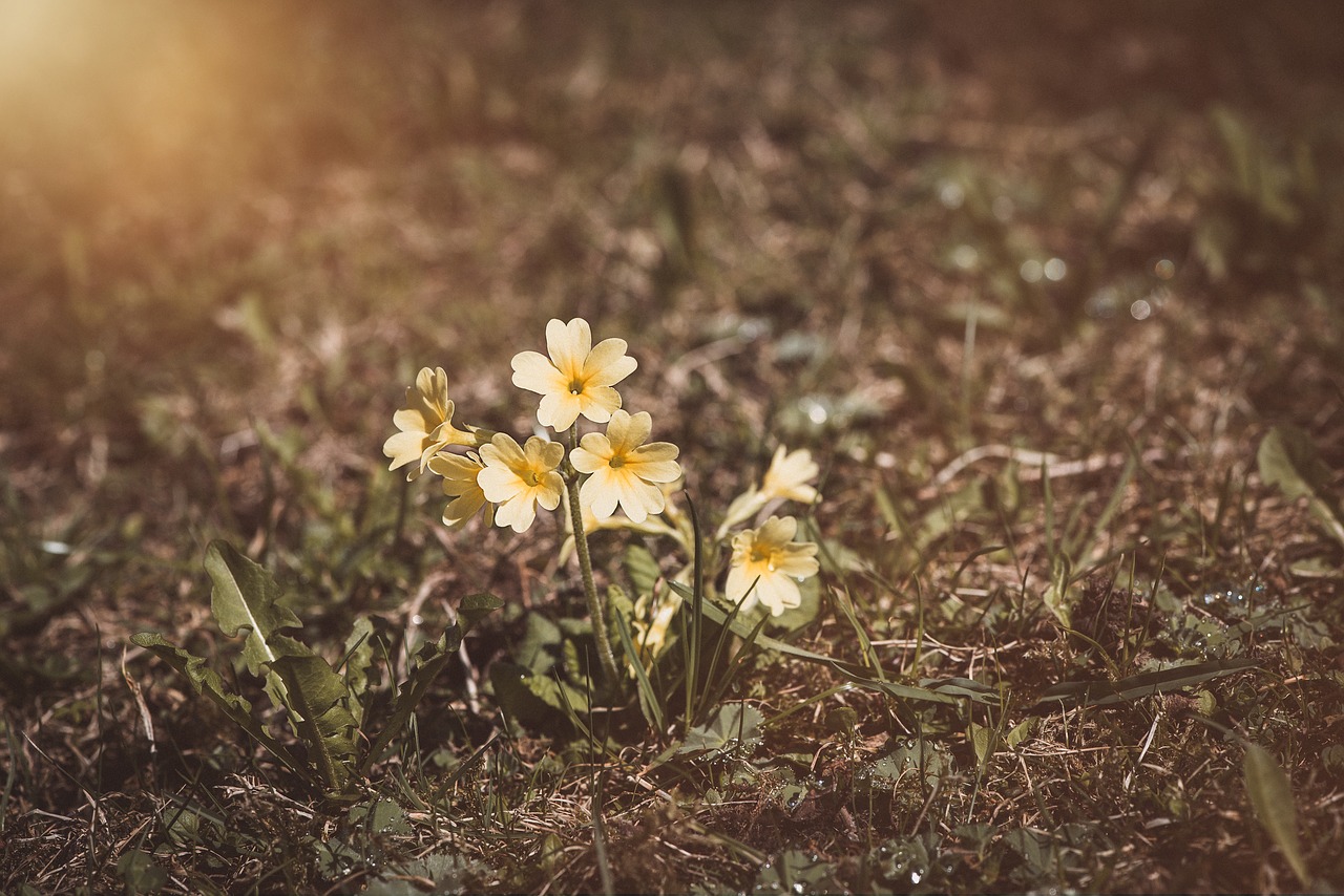 cowslip  flowers  yellow free photo