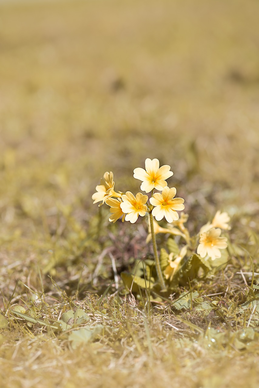 cowslip  flower  yellow free photo