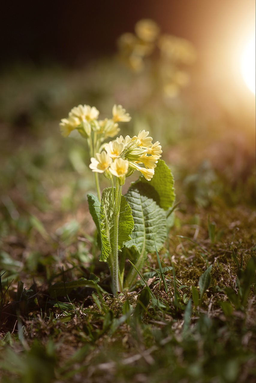 cowslip  pointed flower  spring flower free photo