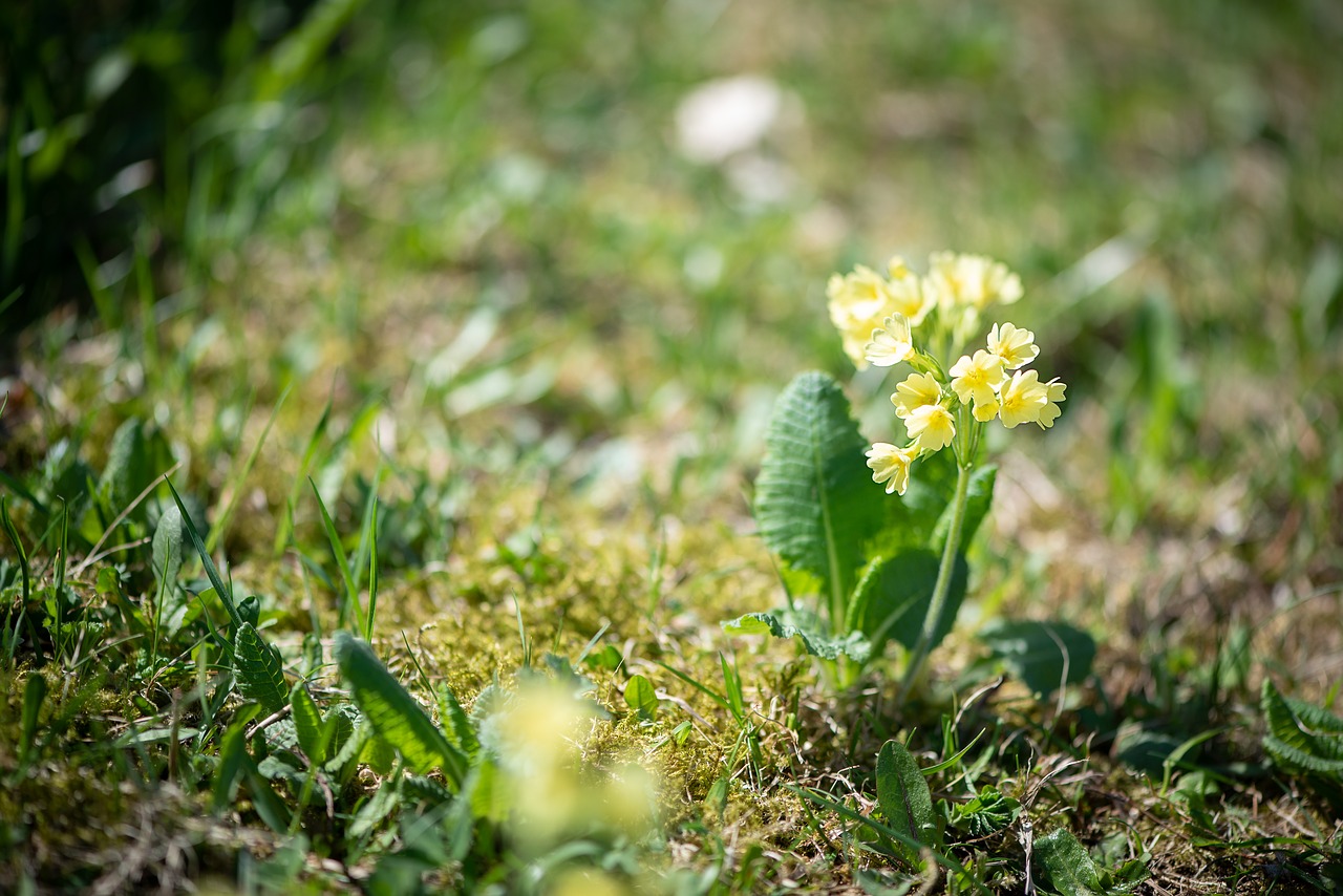 cowslip  yellow  yellow flower free photo