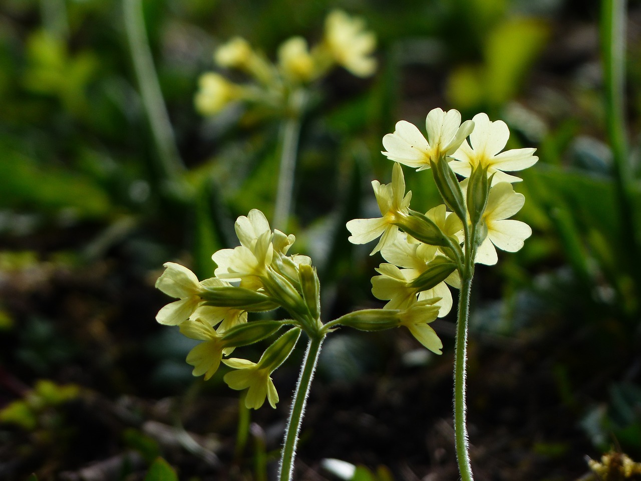 cowslip flowers bright yellow free photo