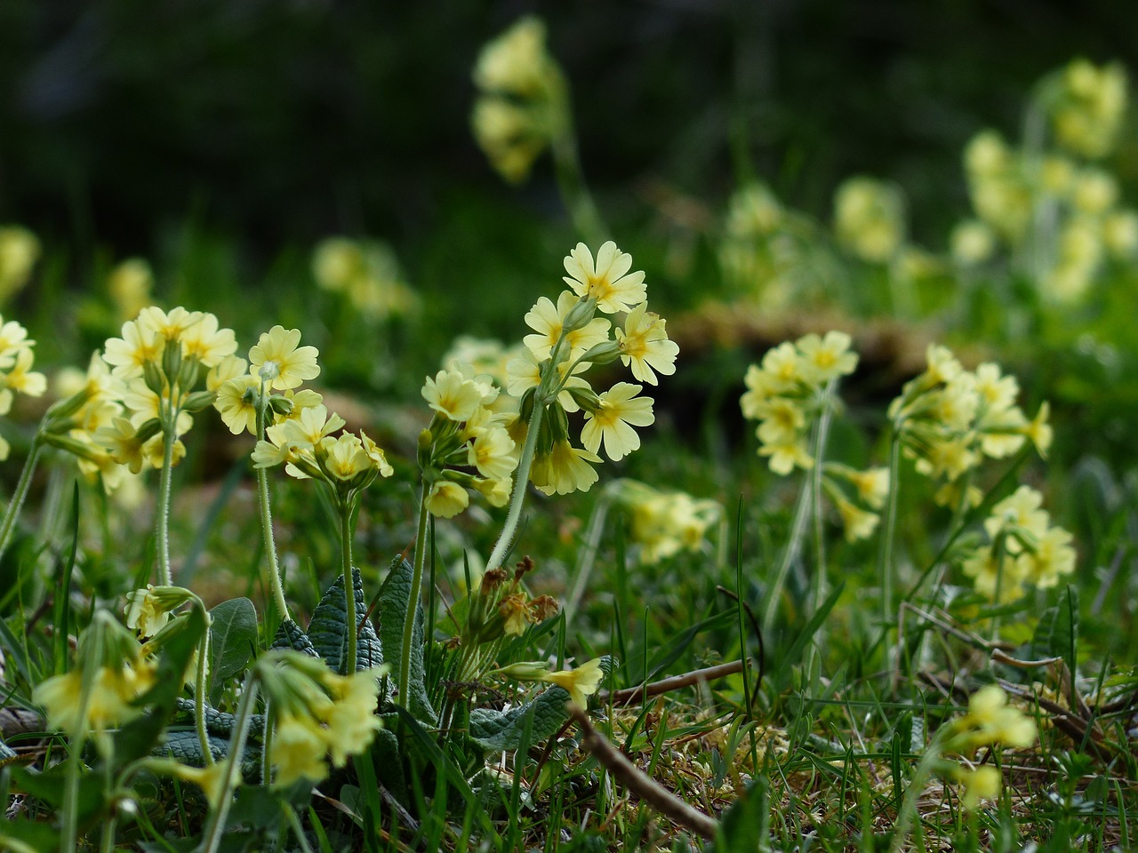 cowslip flowers bright yellow free photo