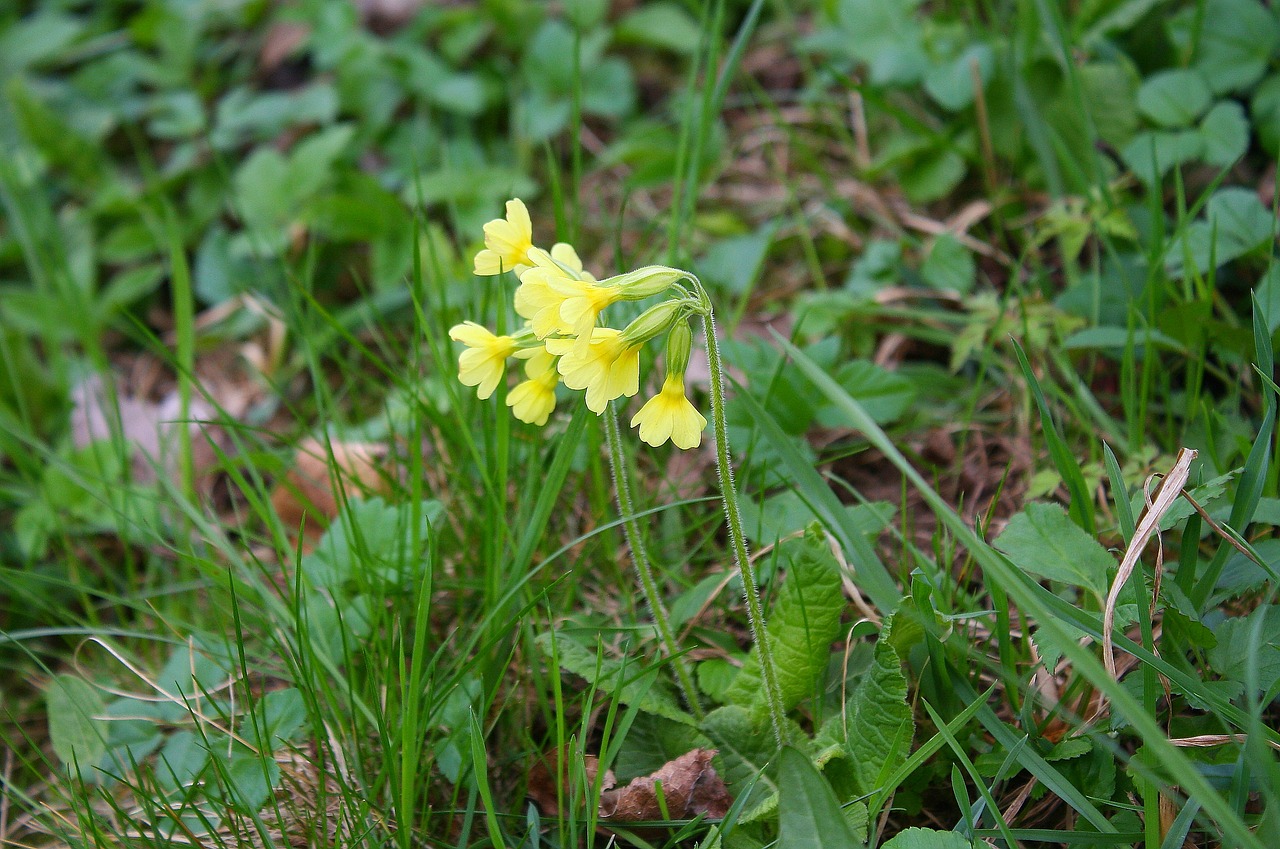 cowslip  plant  nature free photo