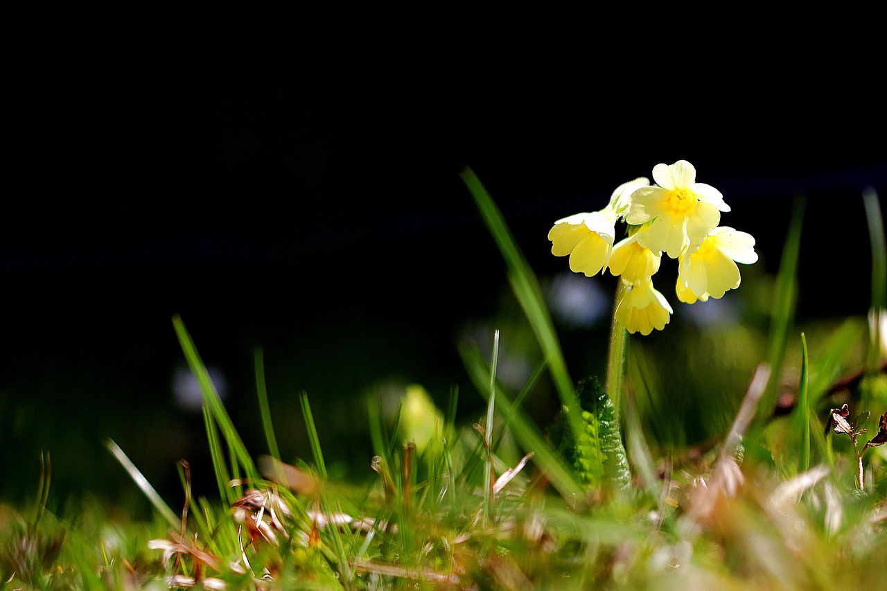 cowslip  spring  nature free photo