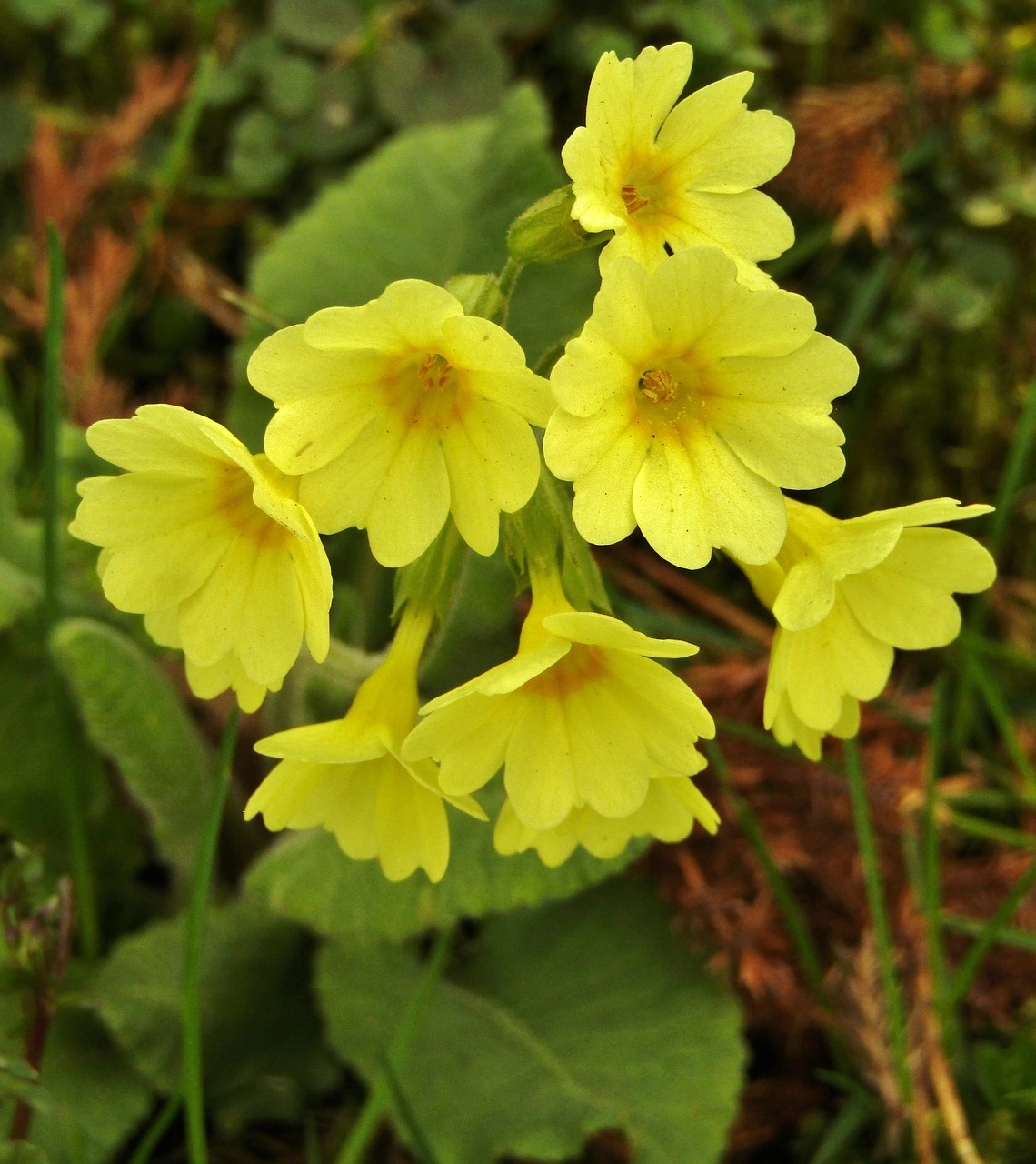 cowslip  yellow  nature free photo