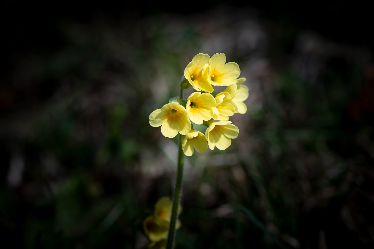 cowslip  flower  pointed flower free photo