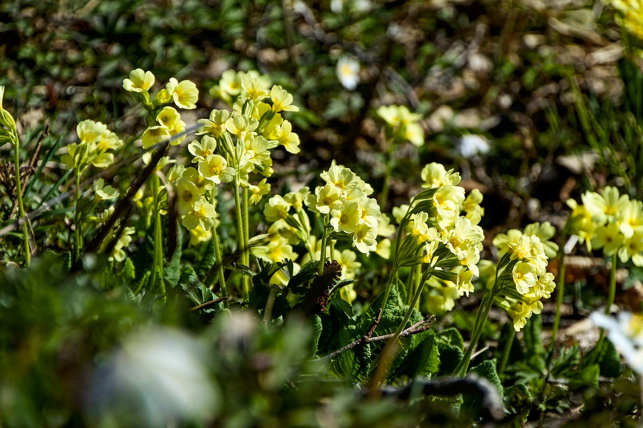 cowslip  yellow  pointed flower free photo