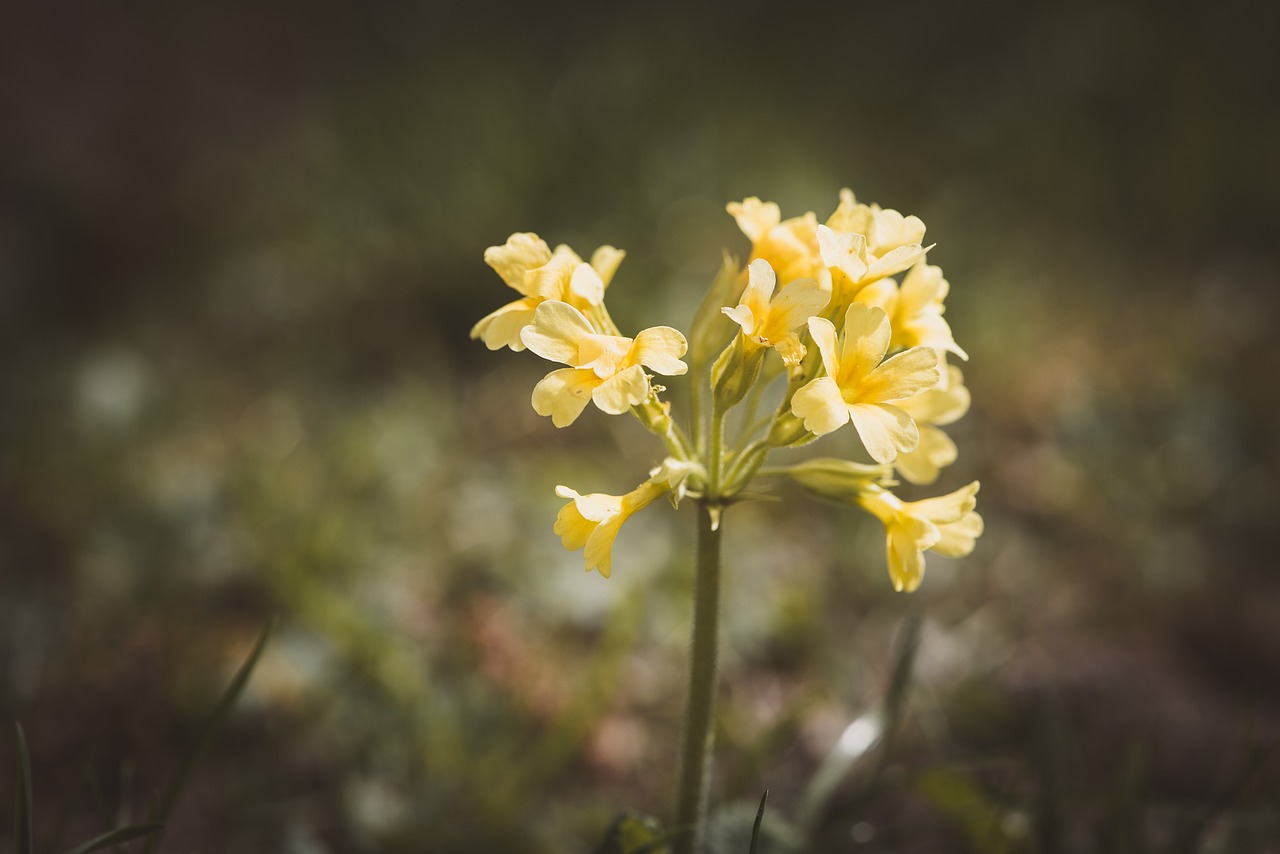 cowslip  yellow  spring free photo