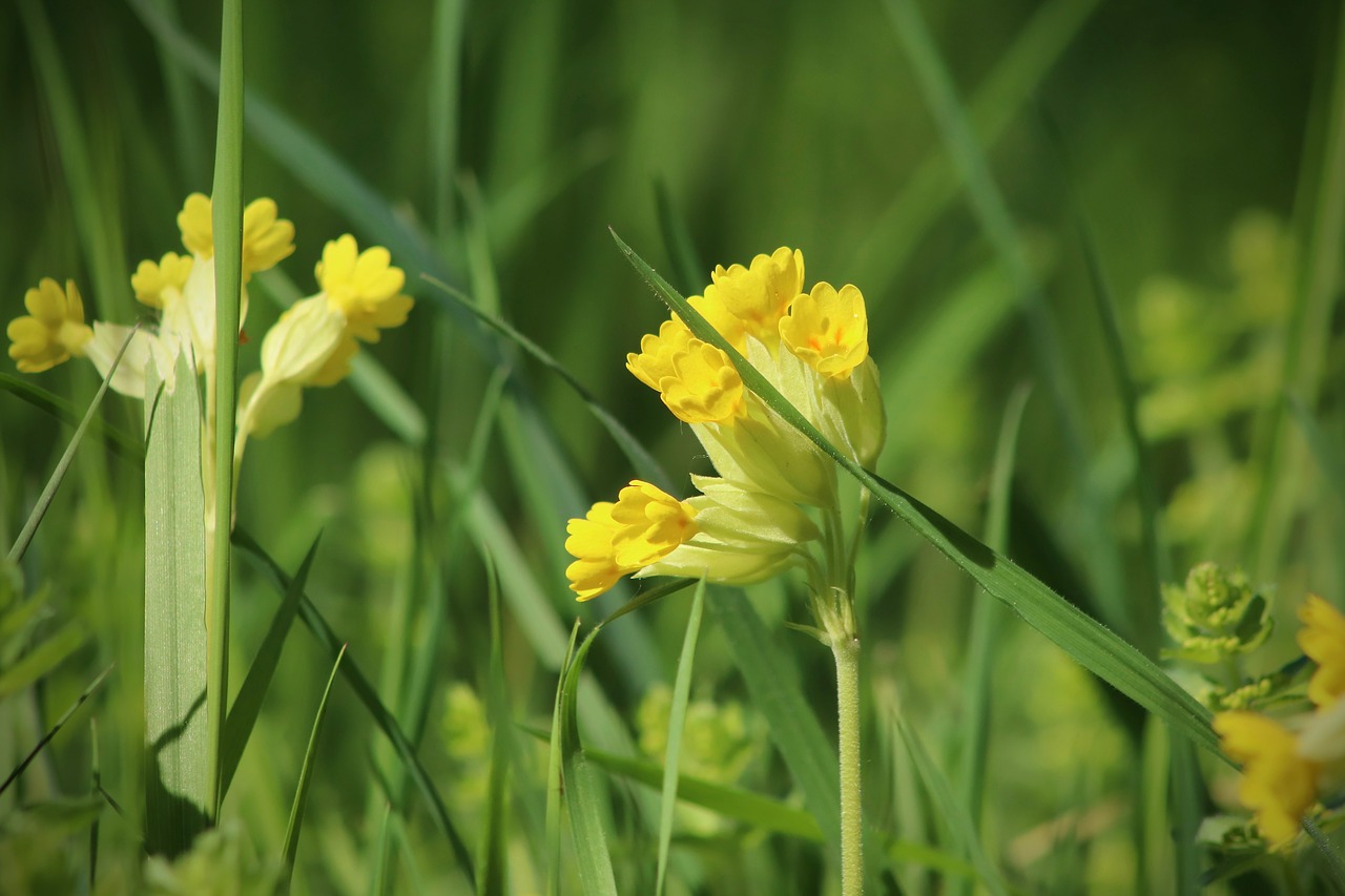 cowslip  flowers  meadow free photo