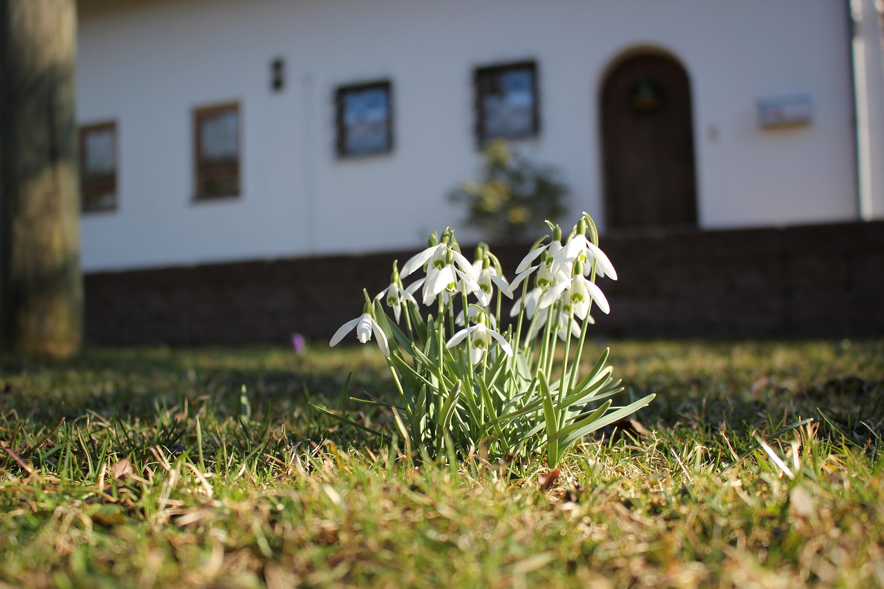 cowslip  spring flowers  harbinger of spring free photo