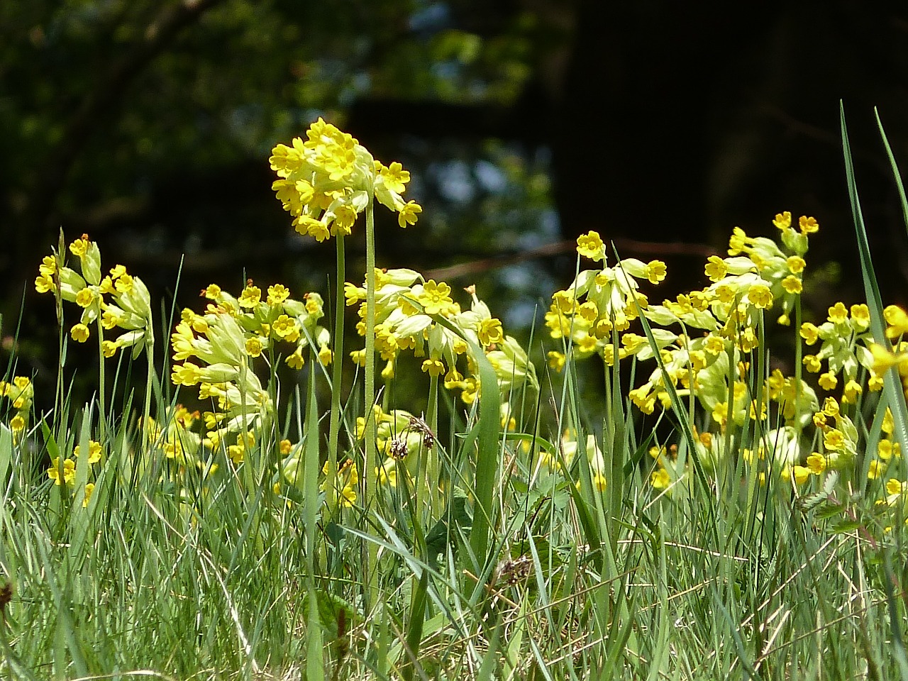 cowslip spring yellow free photo
