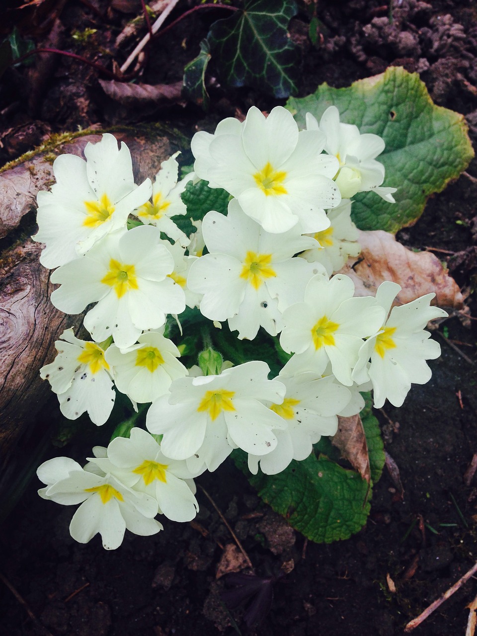 cowslip flowers white free photo