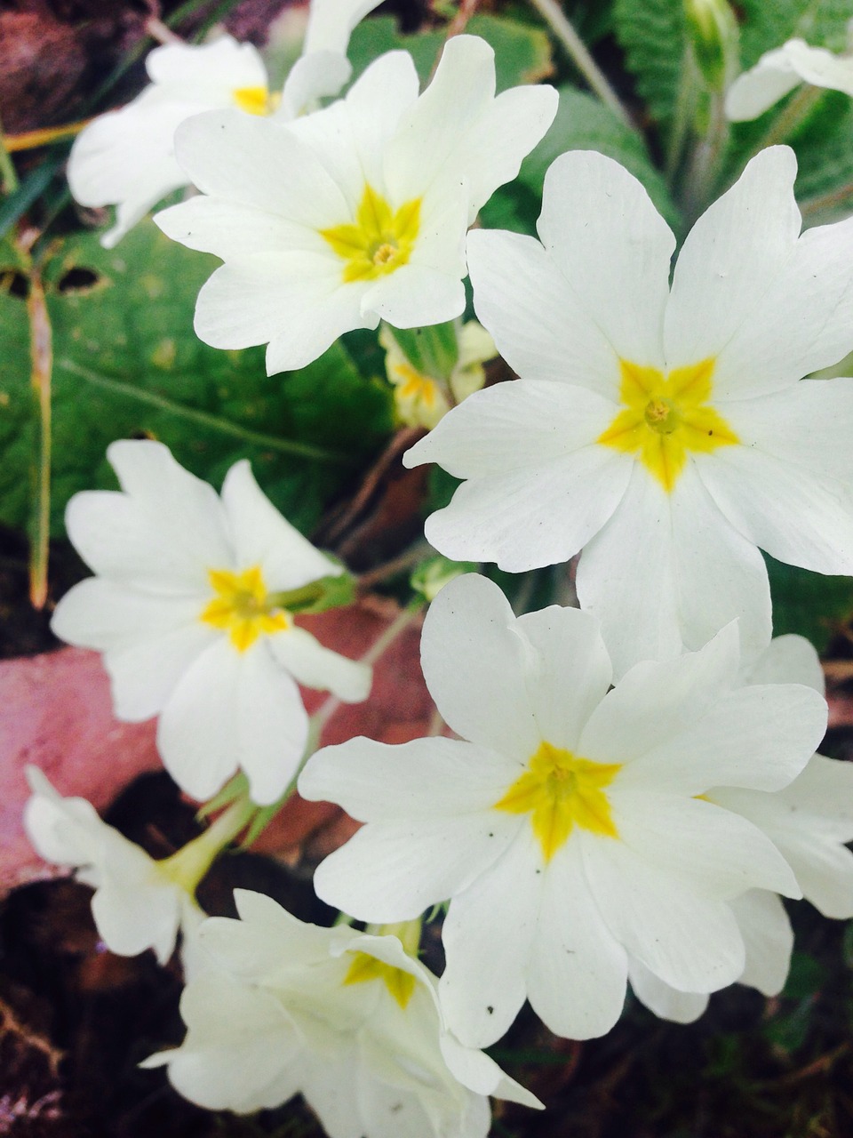 cowslip white yellow free photo