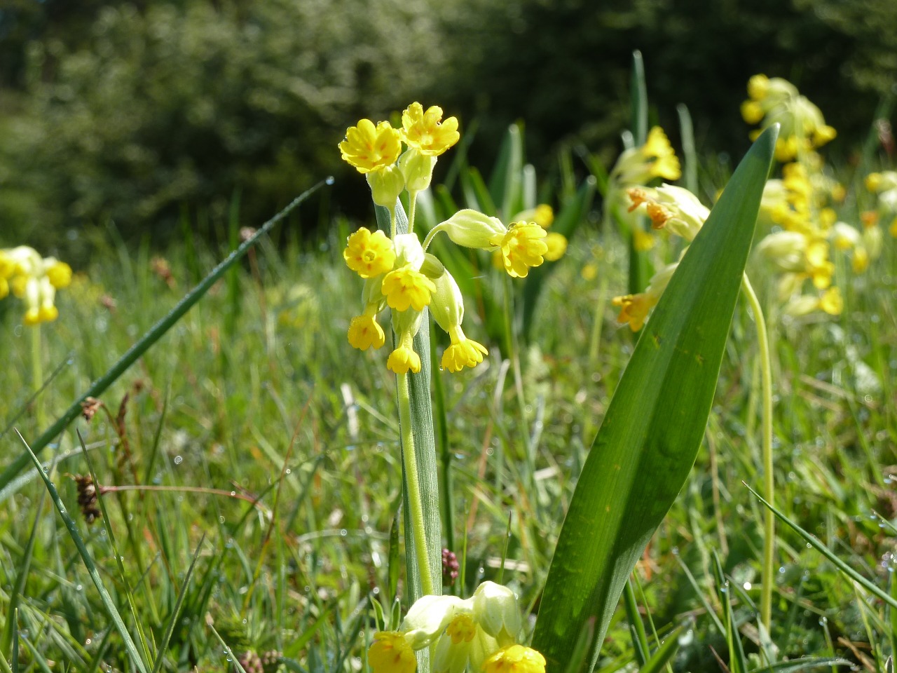 cowslip spring meadow free photo