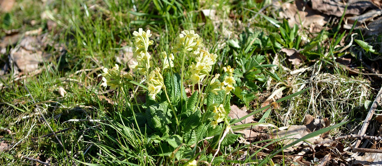 cowslip flower early bloomer free photo