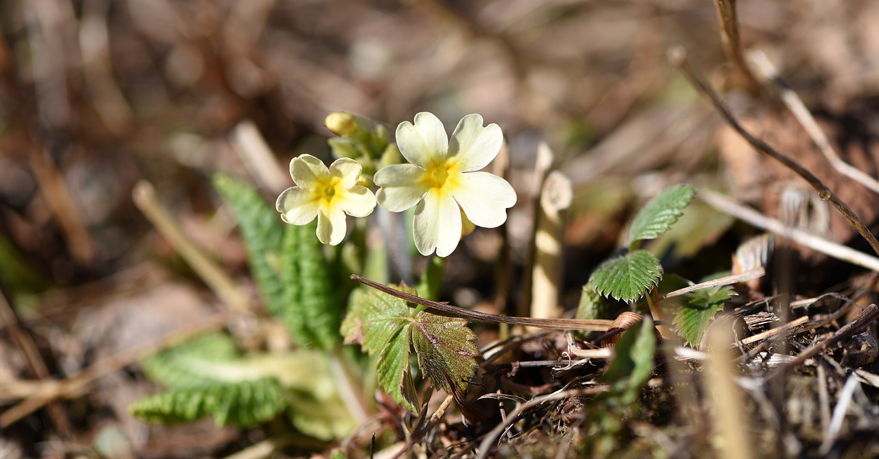 cowslip early bloomer spring flower free photo