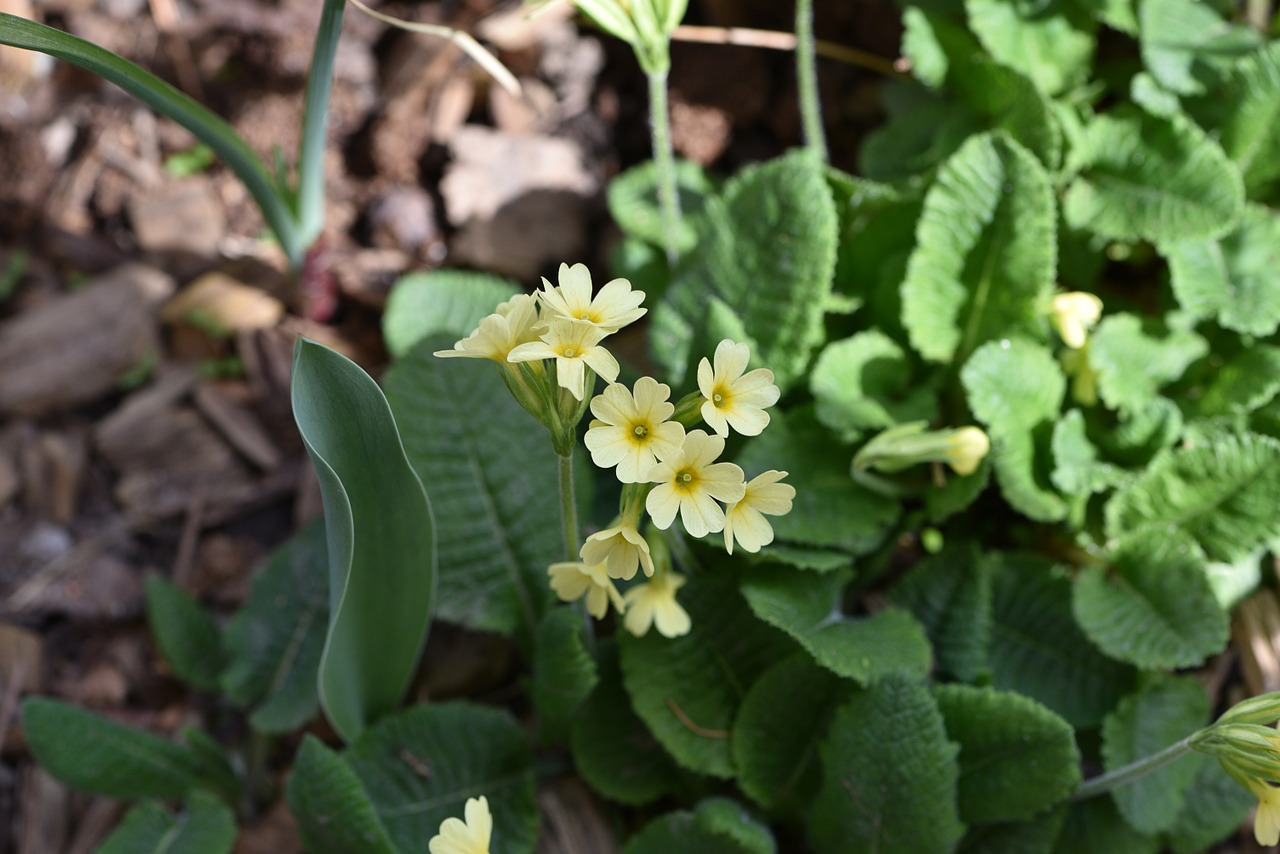 cowslip yellow flower early bloomer free photo