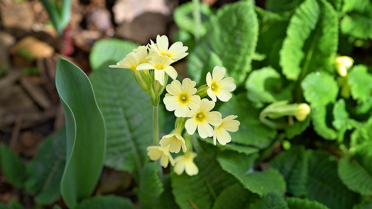 cowslip flower flowers free photo