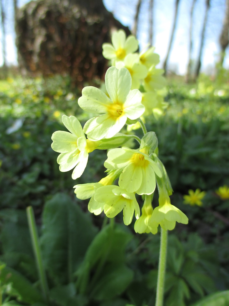 cowslip yellow spring free photo