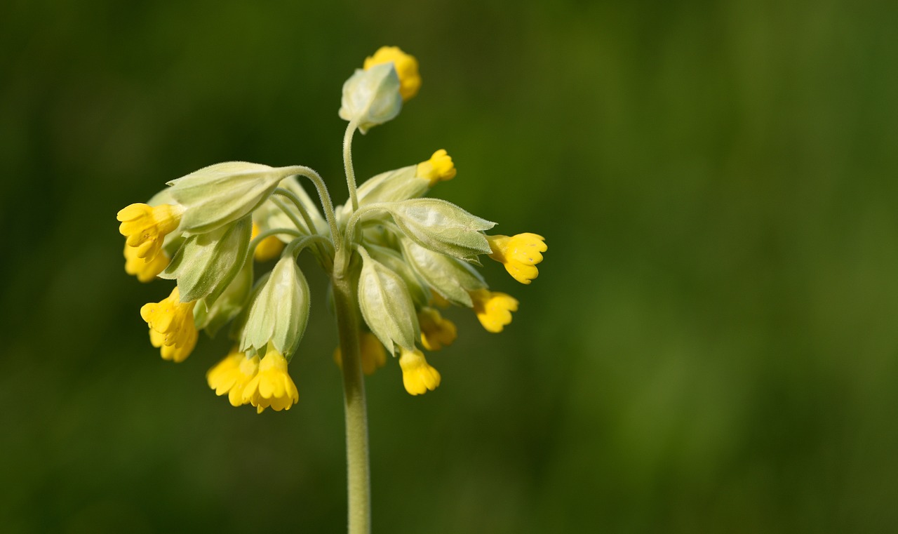 cowslip pointed flower flowers free photo