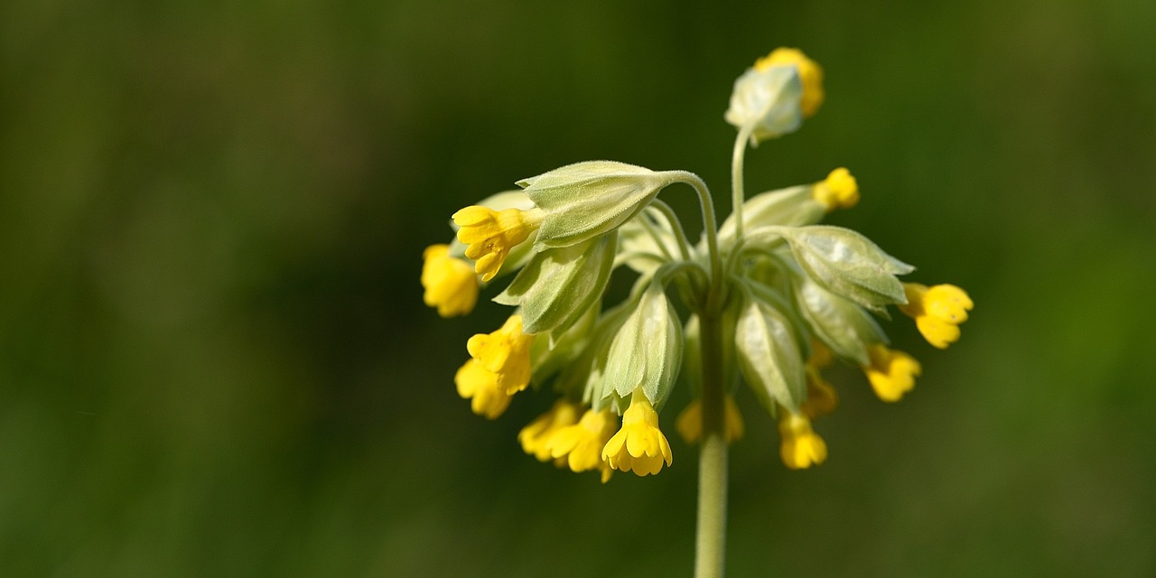 cowslip spring flower pointed flower free photo