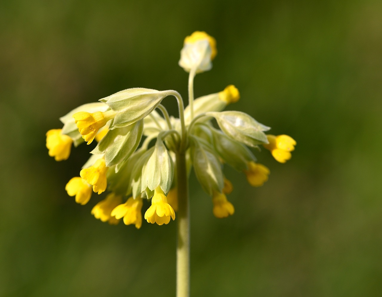 cowslip spring flower pointed flower free photo