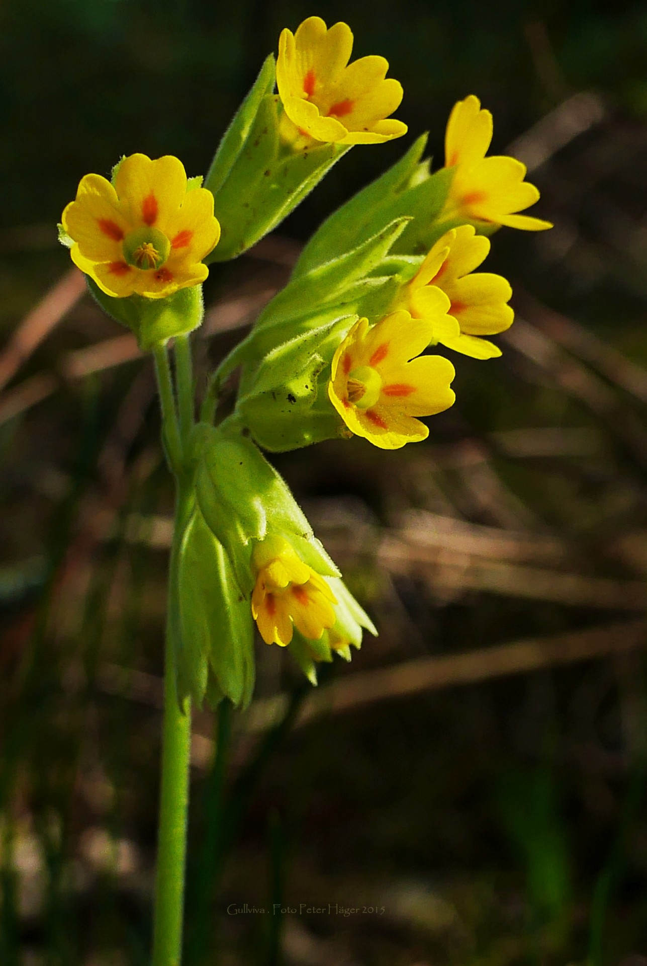 cowslip flower cowslip flowers free photo