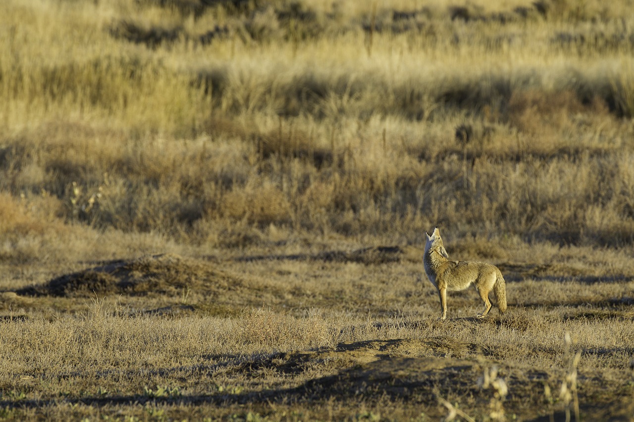 coyote howling wildlife free photo
