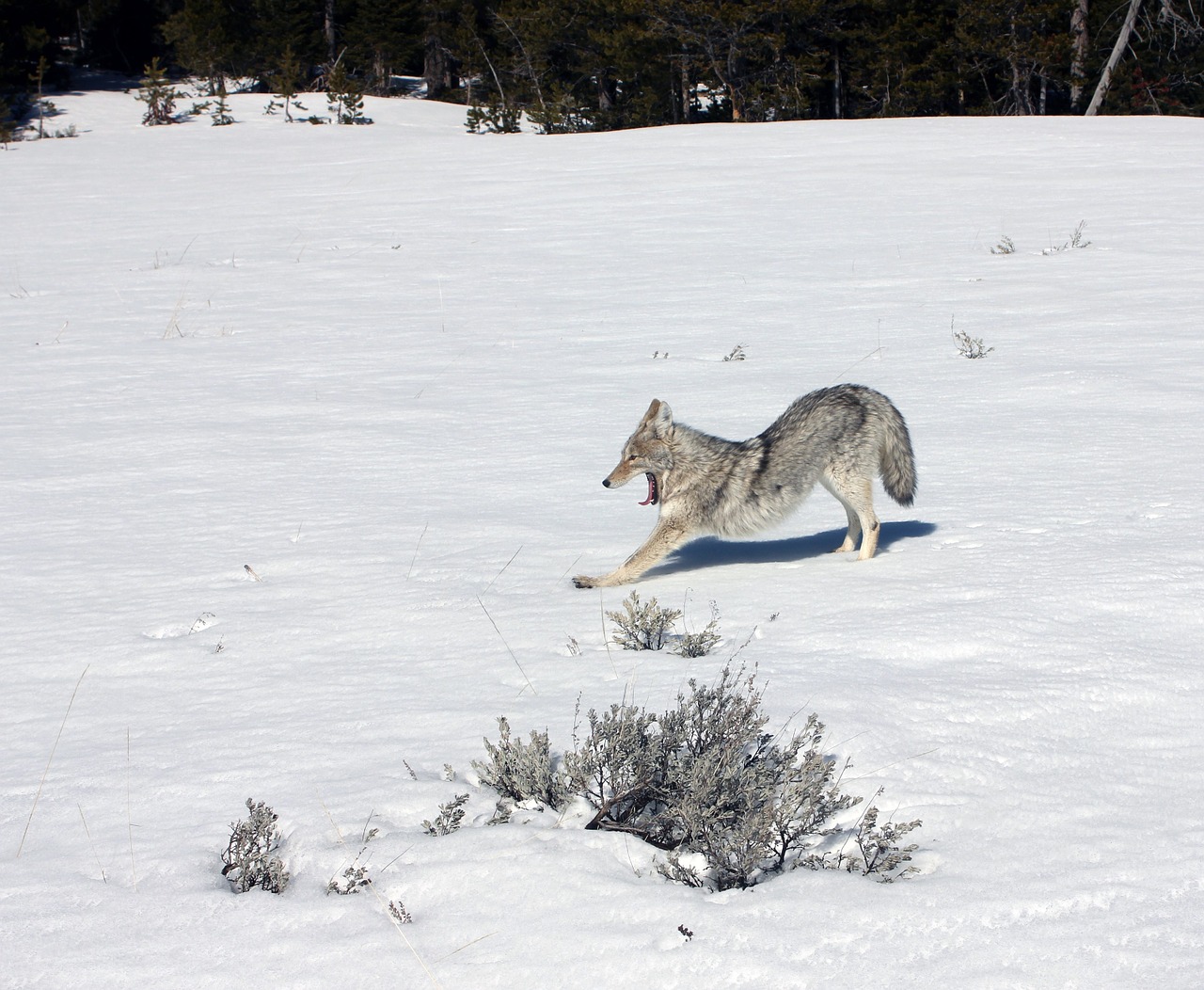 coyote stretching wildlife free photo