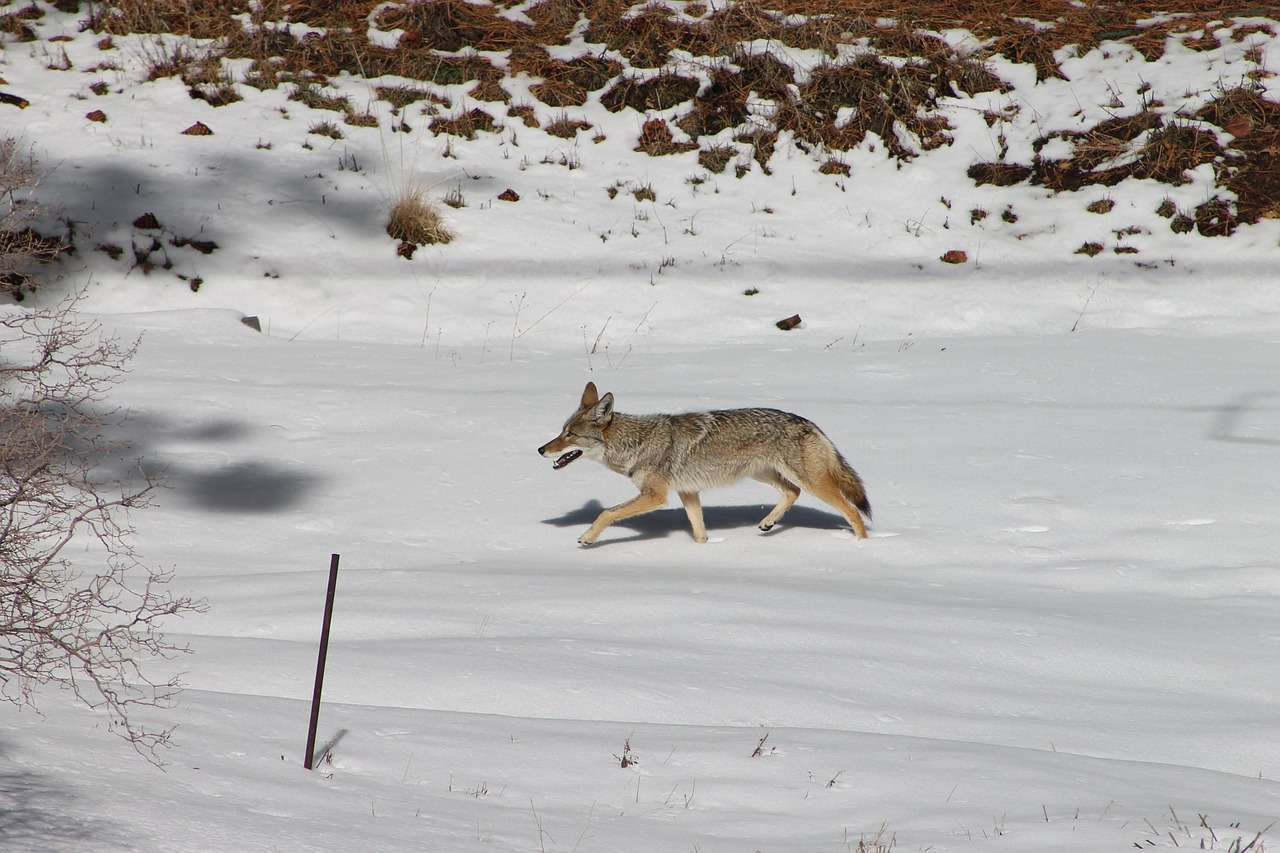 coyote animal winter free photo