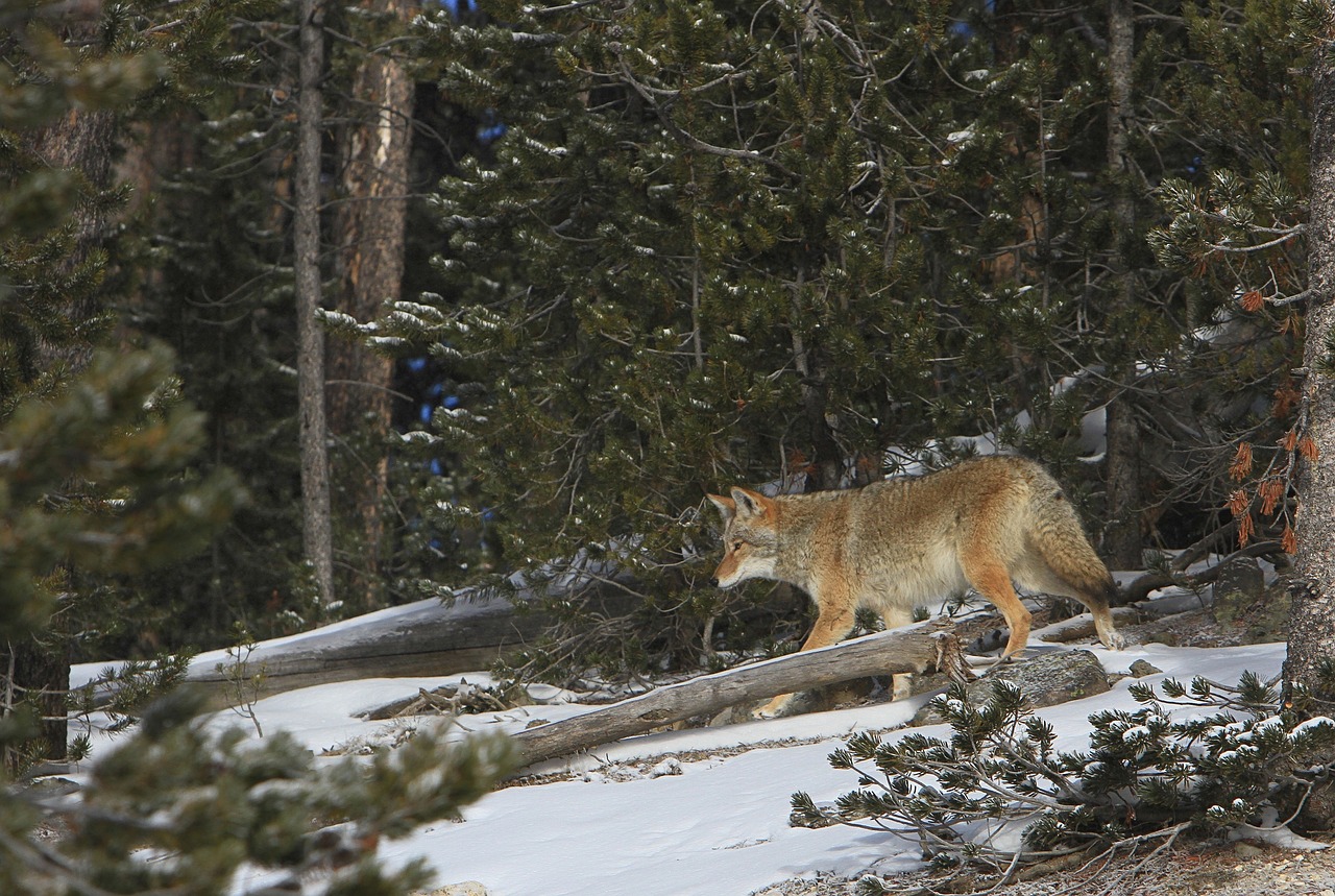 coyote wildlife nature free photo