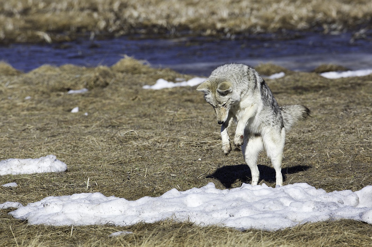 coyote jumping wildlife free photo