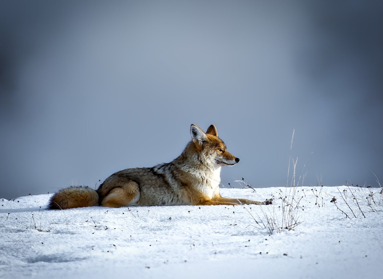 coyote animal wildlife free photo