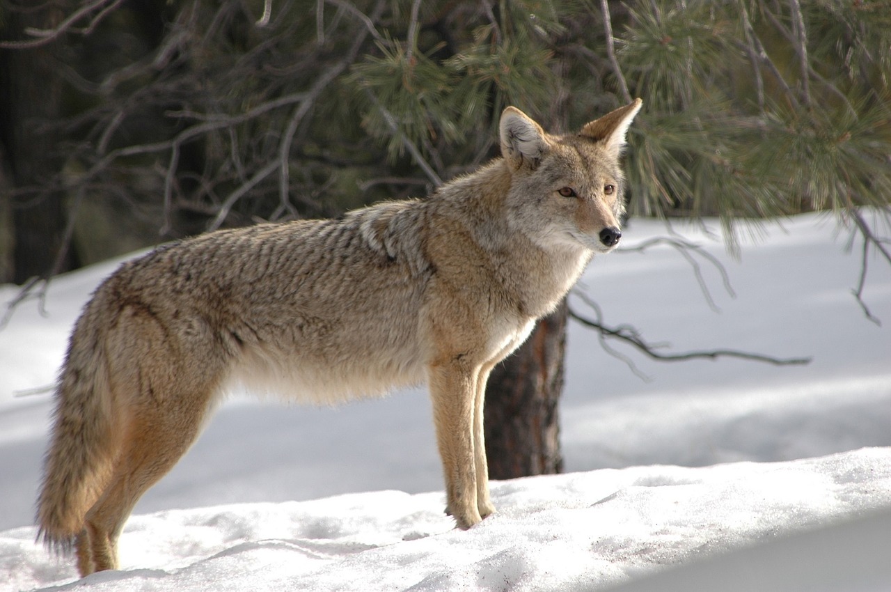 coyote wildlife nature free photo