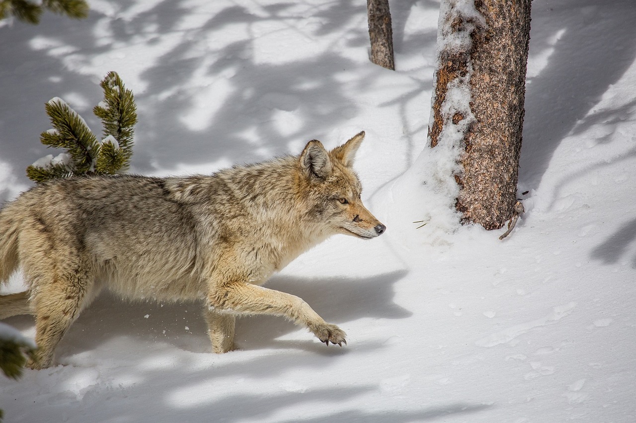 coyote wildlife nature free photo